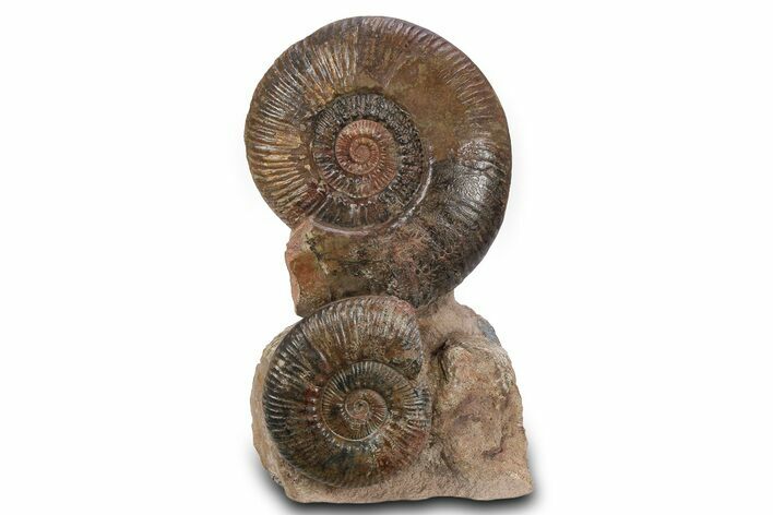 Tall Jurassic Ammonite (Hammatoceras) Display - France #381119